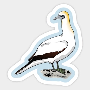 Australasian gannet Tākapu Takapu Sticker